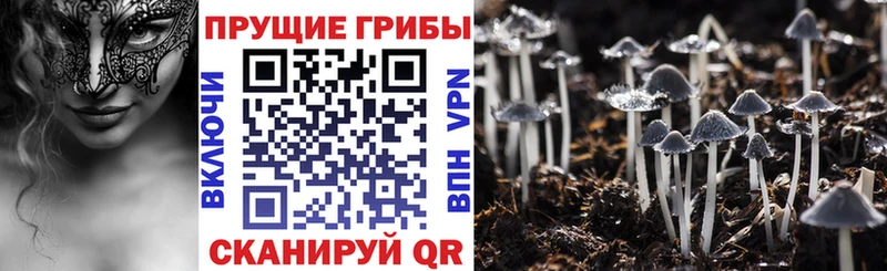 Галлюциногенные грибы Cubensis omg ссылки Можайск